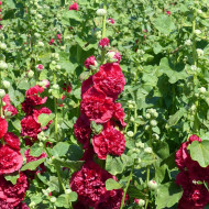 Rose trémière double Chater's double Scarlet
