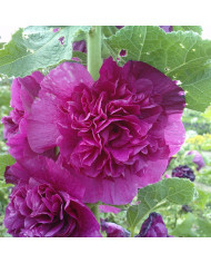 Rose trémière double Chater's double Yellow