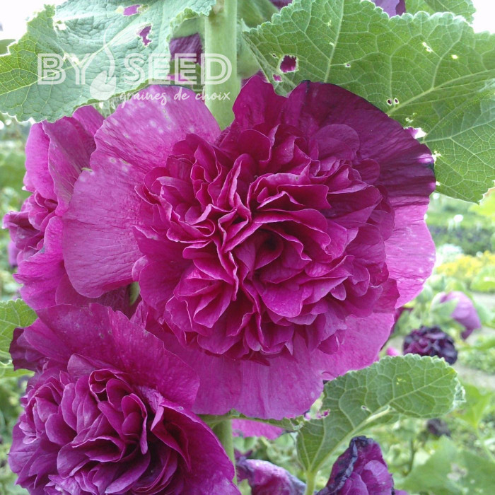Rose trémière double Chater's double Violet