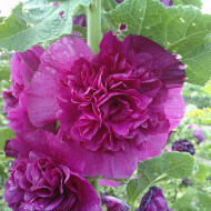 Rose trémière double Chater's double Violet