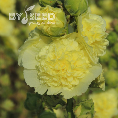 Rose trémière double Chater's double Yellow