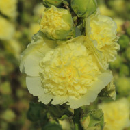 Rose trémière double Chater's double Yellow