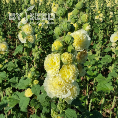 Rose trémière double Chater's double Yellow