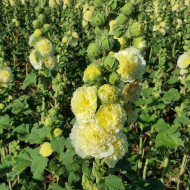 Rose trémière double Chater's double Yellow