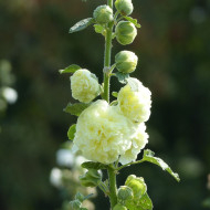 Rose trémière double Chater's double Yellow