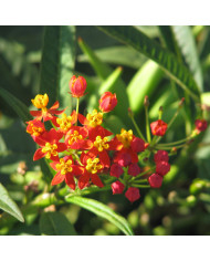 Asclepias tuberosa Orange