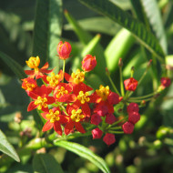 Asclepias Red Butterfly