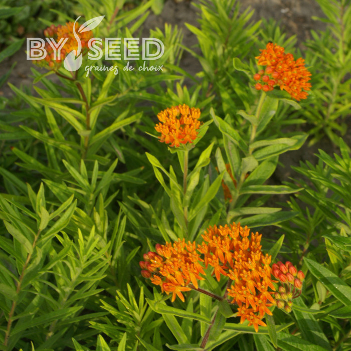 Asclepias tuberosa Orange
