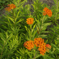 Asclepias tuberosa Orange