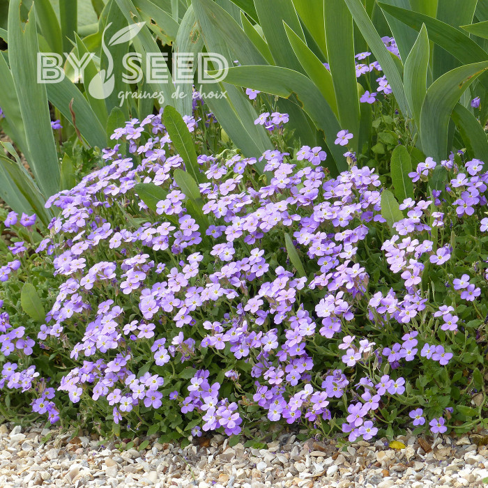 Aubriète Royal Blue