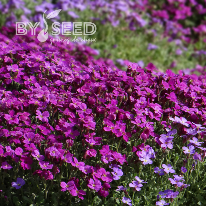 Aubriète Royal Red