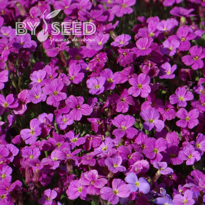 Aubriète Royal Red