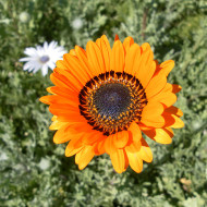 Arctotis Prince of Orange
