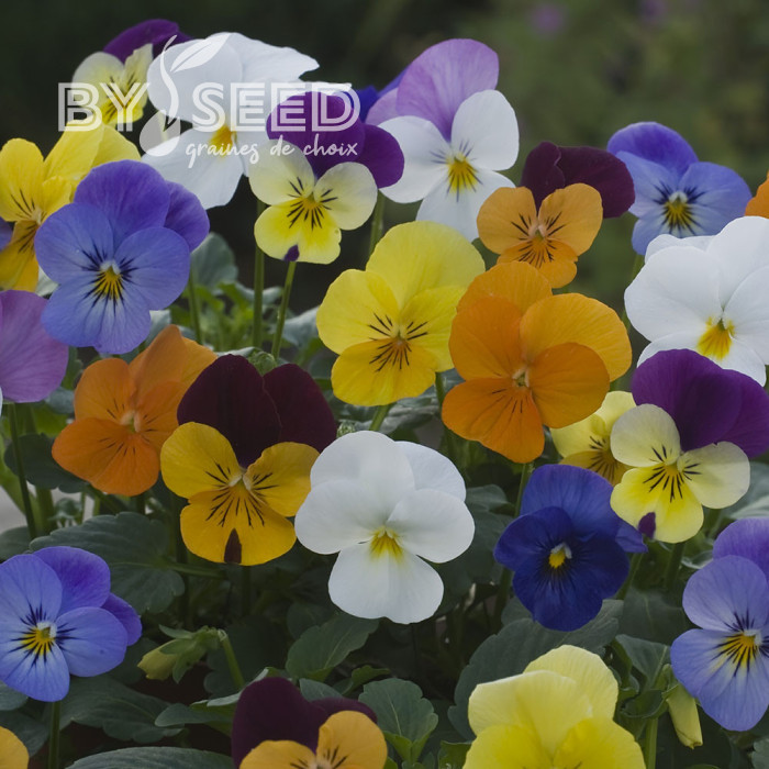 Viola cornuta Floral Powers F1 Mix