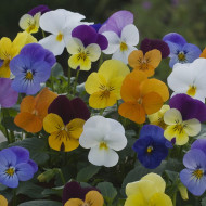 Viola cornuta Floral Powers F1 Mix