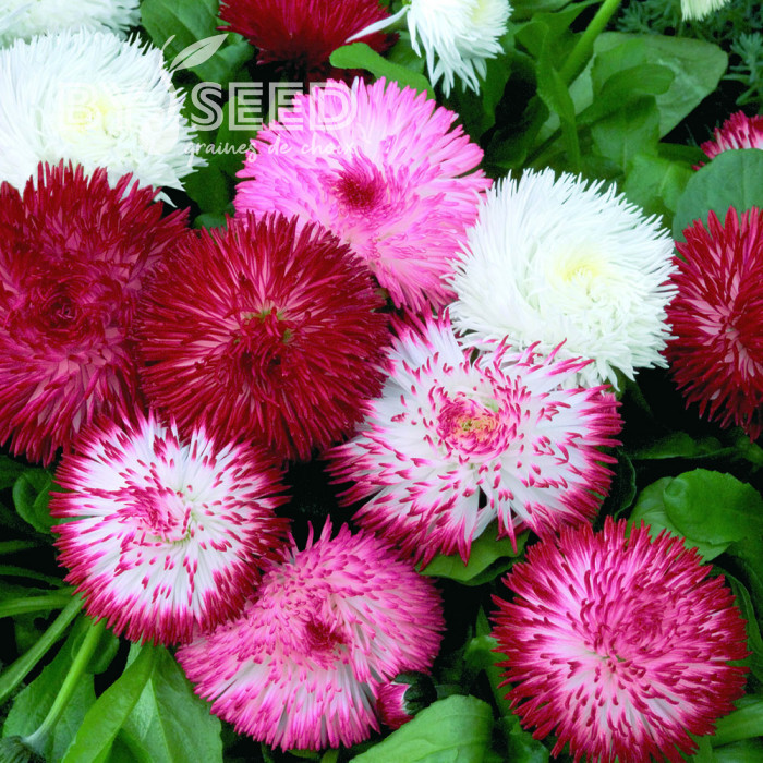 Pâquerette Habanera Mix (graines enrobées)
