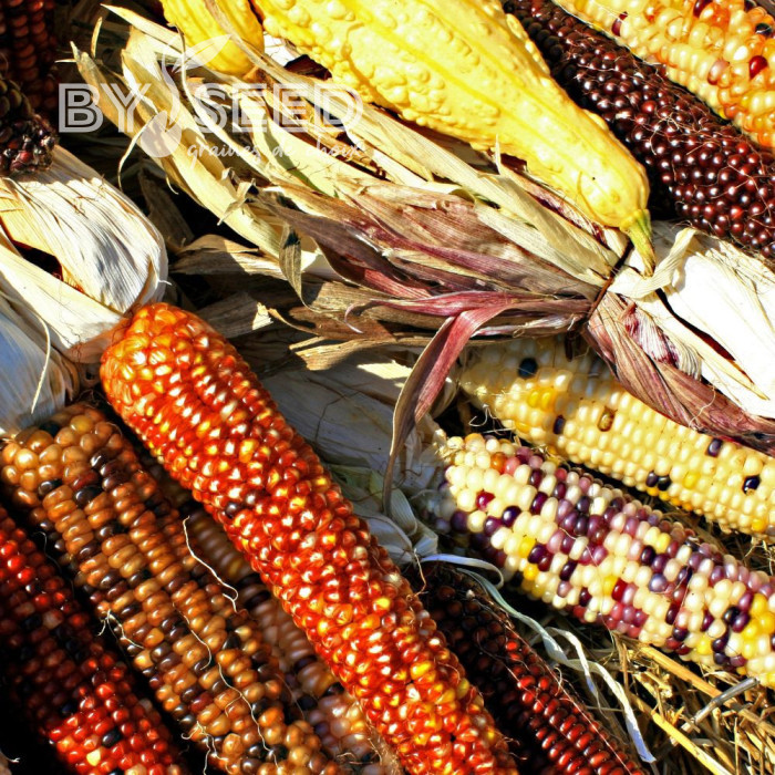 Maïs d'ornement à épis multicolores Mix