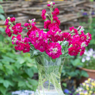 Giroflée quarantaine Anytime Red