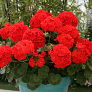 Géranium (Pelargonium) Landscaper Red F1 (Moulin Rouge)
