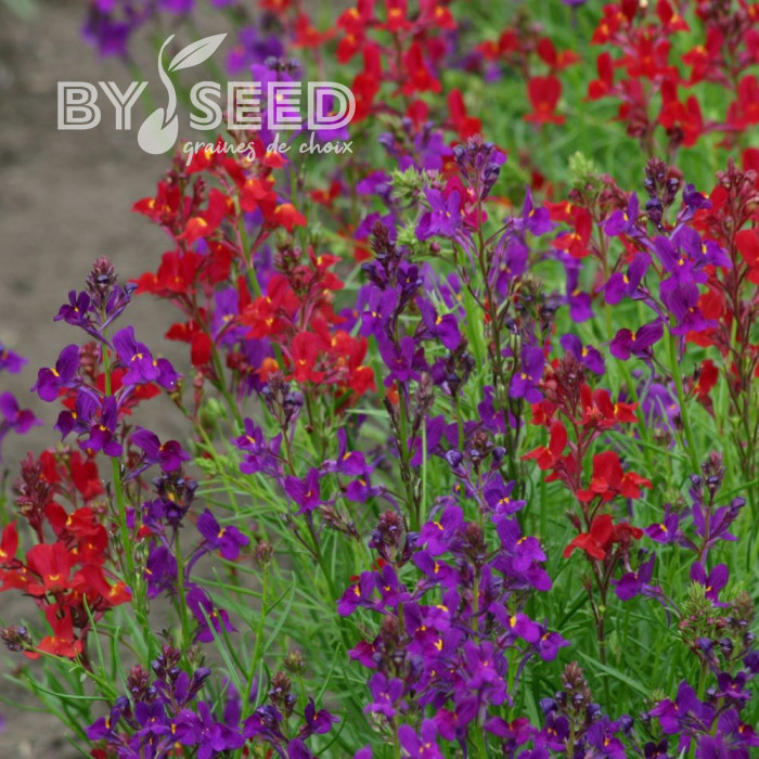 Linaria du Maroc Rhythm & Blues - Linaria maroccana