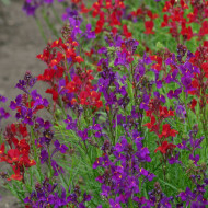 Linaria du Maroc Rhythm & Blues - Linaria maroccana