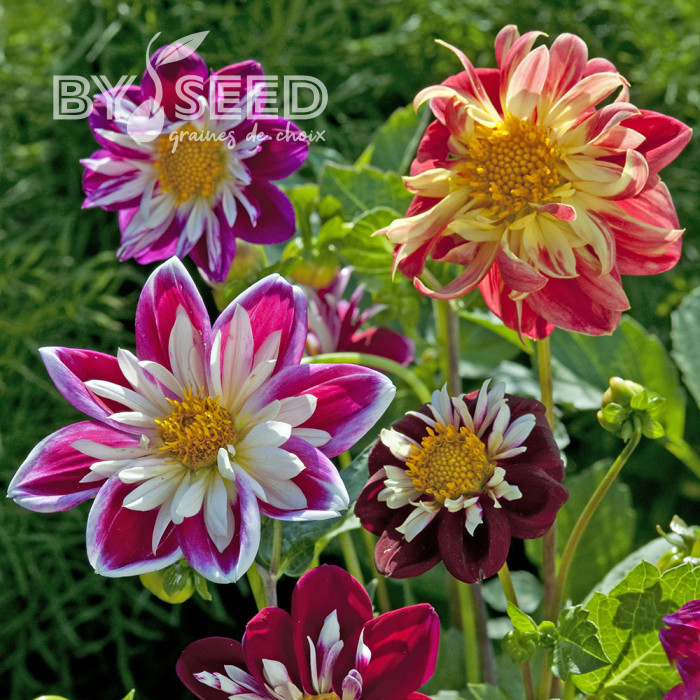 Dahlia nain Dandy improved Mix