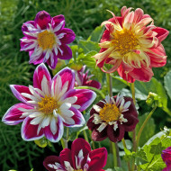 Dahlia nain Dandy improved Mix