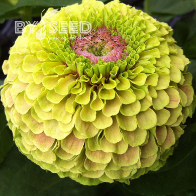 Zinnia Queen Lime with Blotch