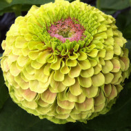 Zinnia Queen Lime with Blotch