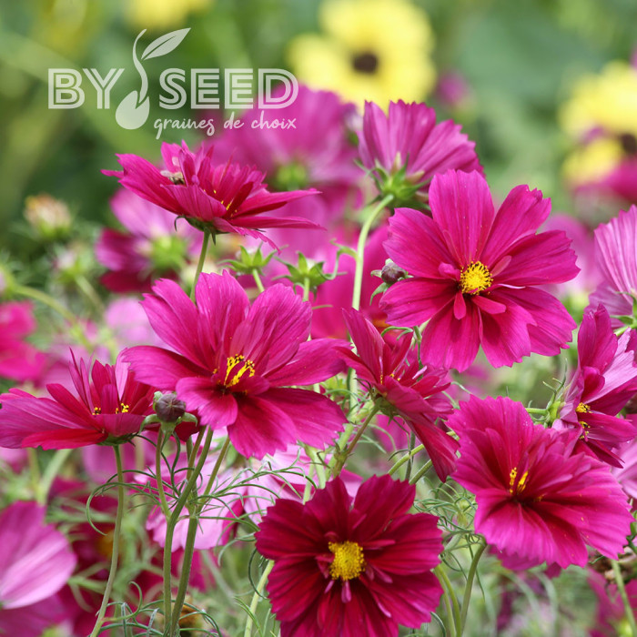 Cosmos Fandango