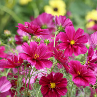 Cosmos Fandango