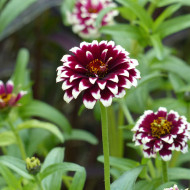 Zinnia haageana Jazzy Red