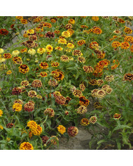 Zinnia à fleur de dahlia Citro Mix