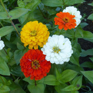 Zinnia à fleur de dahlia Citro Mix