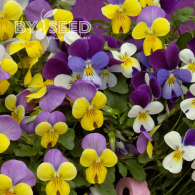 Viola cornuta Sweeties Mix