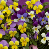 Viola cornuta Sweeties Mix
