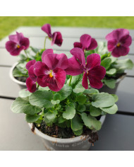 Viola cornuta Sweeties Mix