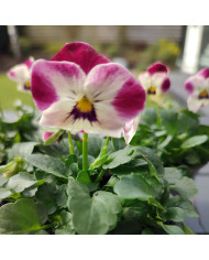 Viola cornuta Laeta Fire