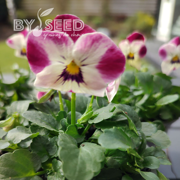 Viola cornuta Laeta Pink Bicolor
