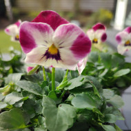 Viola cornuta Laeta Pink Bicolor