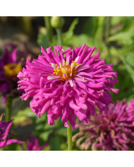 Zinnia à fleur de dahlia Citro Mix
