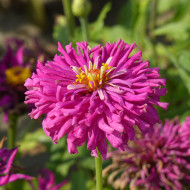 Zinnia à fleur de cactus Lilac Empress