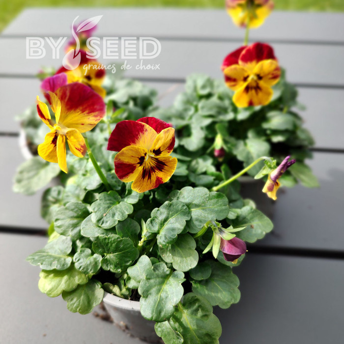 Viola cornuta Laeta Fire