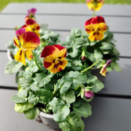 Viola cornuta Laeta Fire