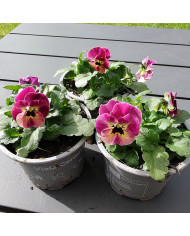 Viola cornuta Laeta Fire