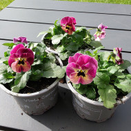 Viola cornuta Laeta Antique Shades
