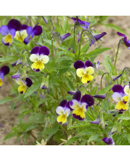 Viola cornuta Floral Powers F1 Mix