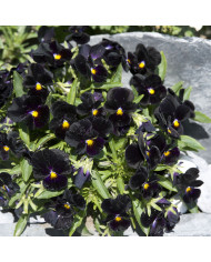 Viola cornuta Brushstrokes