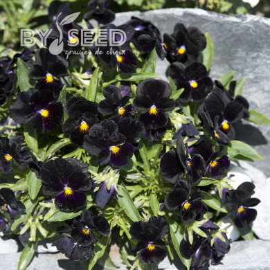 Viola cornuta Back to Black