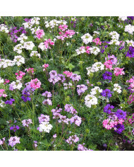 Verveine annuelle Scentsation White